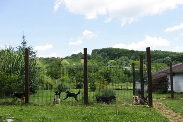 Nekoliko pasa u ograđenom ispustu, jedan je u skoku, u pozadini brežuljci i kuće.