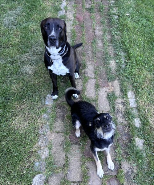 48EF28A1-4B4A-4E57-90B0-0D9EECAA28B6_1_105_c