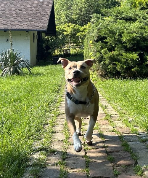 79177003-C46B-46E5-8AE9-BDC5752C2167_1_105_c