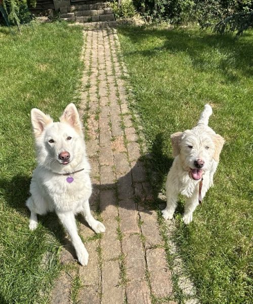 CC8CD3F9-DBAE-4448-92E6-4E972B87B42B_1_105_c